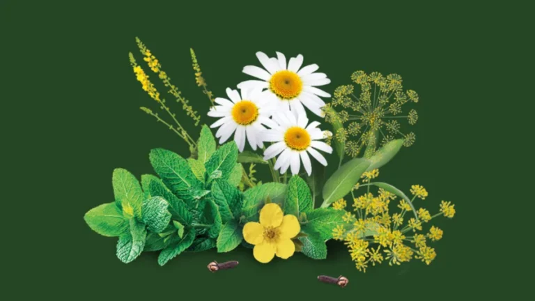 Herbadent prevence přírodou